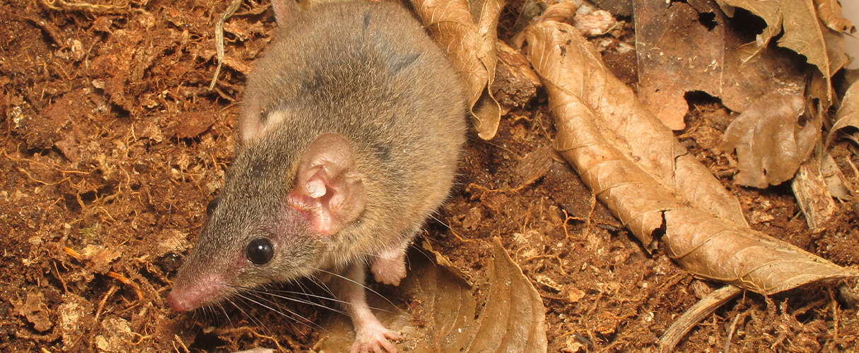 Buff-footed antechinus