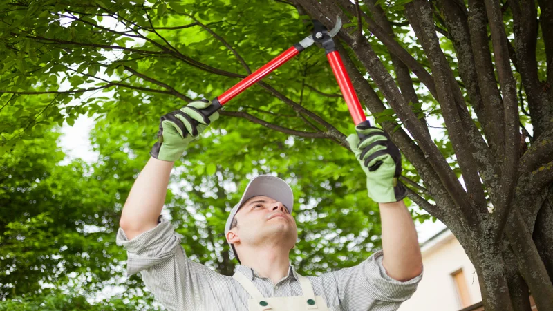 Clearing vegetation on a road verge (nature strip)