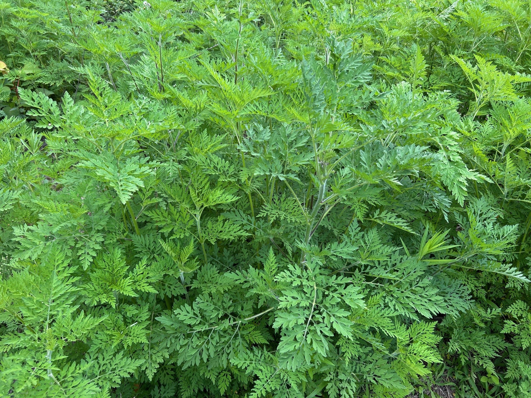 Annual ragweed.