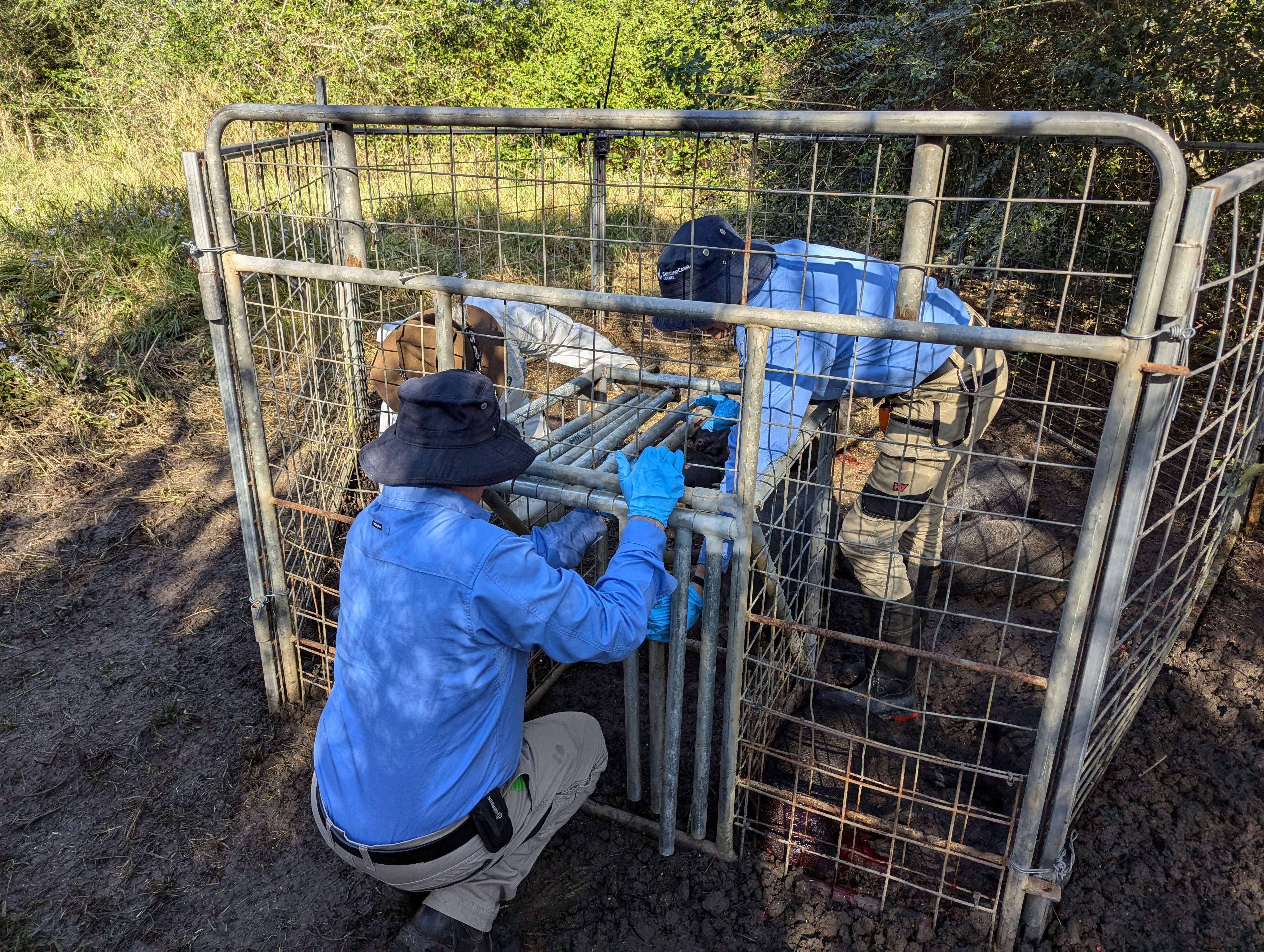 Two Council officers set up a pig trap.
