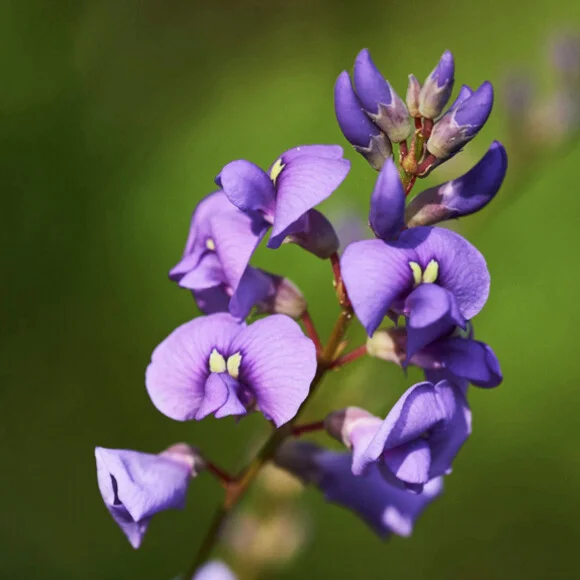 Native sarsparella - square - Greg Miller.jpg