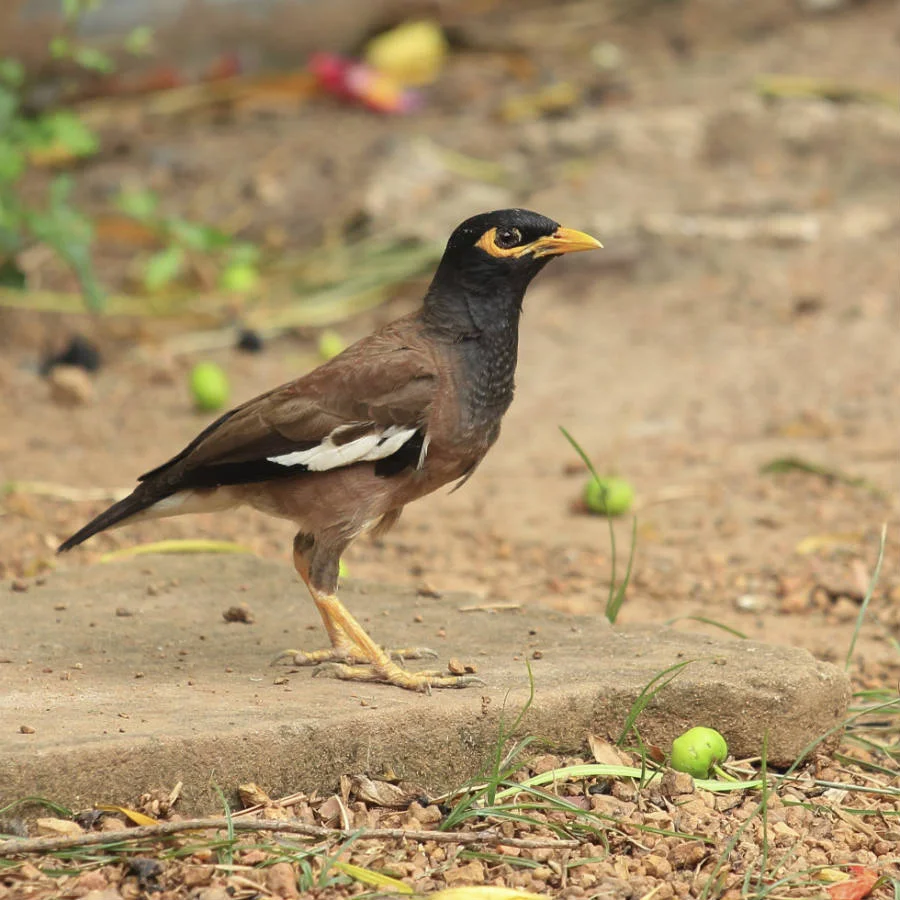 An Indian myna bird with black head, chocolate brown body, white spot on wings and yellow eye patch and legs.