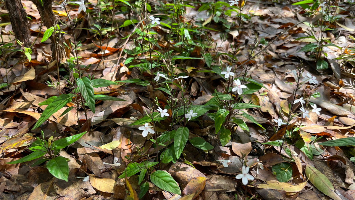 Love Flower, Pseuderanthemum variabile