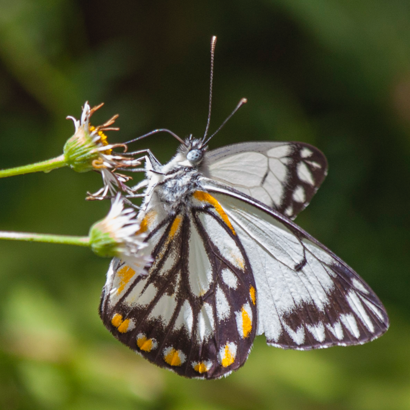 Caper white butterfly - Rod Edmonds square.png