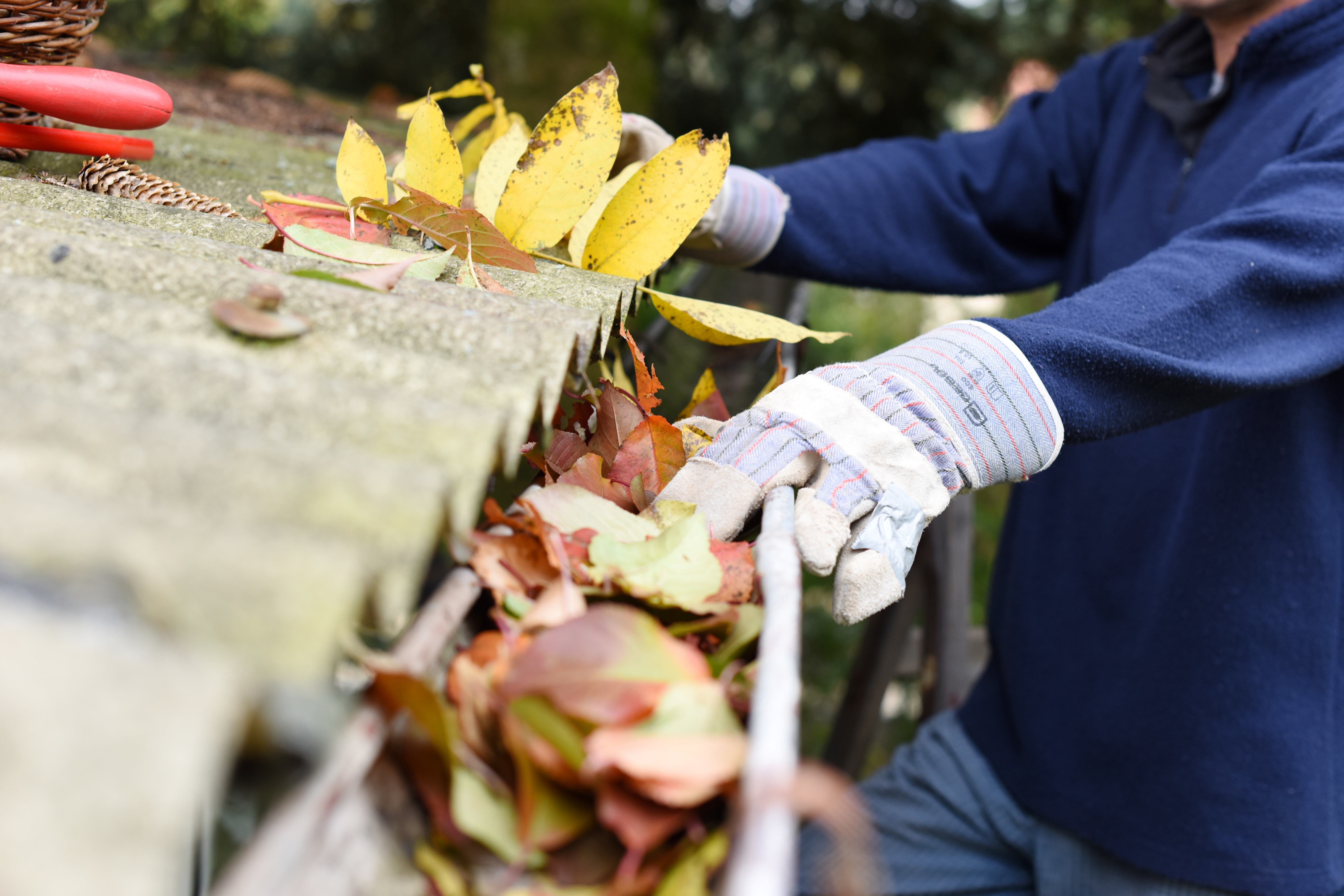 Hands wearing gardening gloves are clearing leaves out of a gutter.