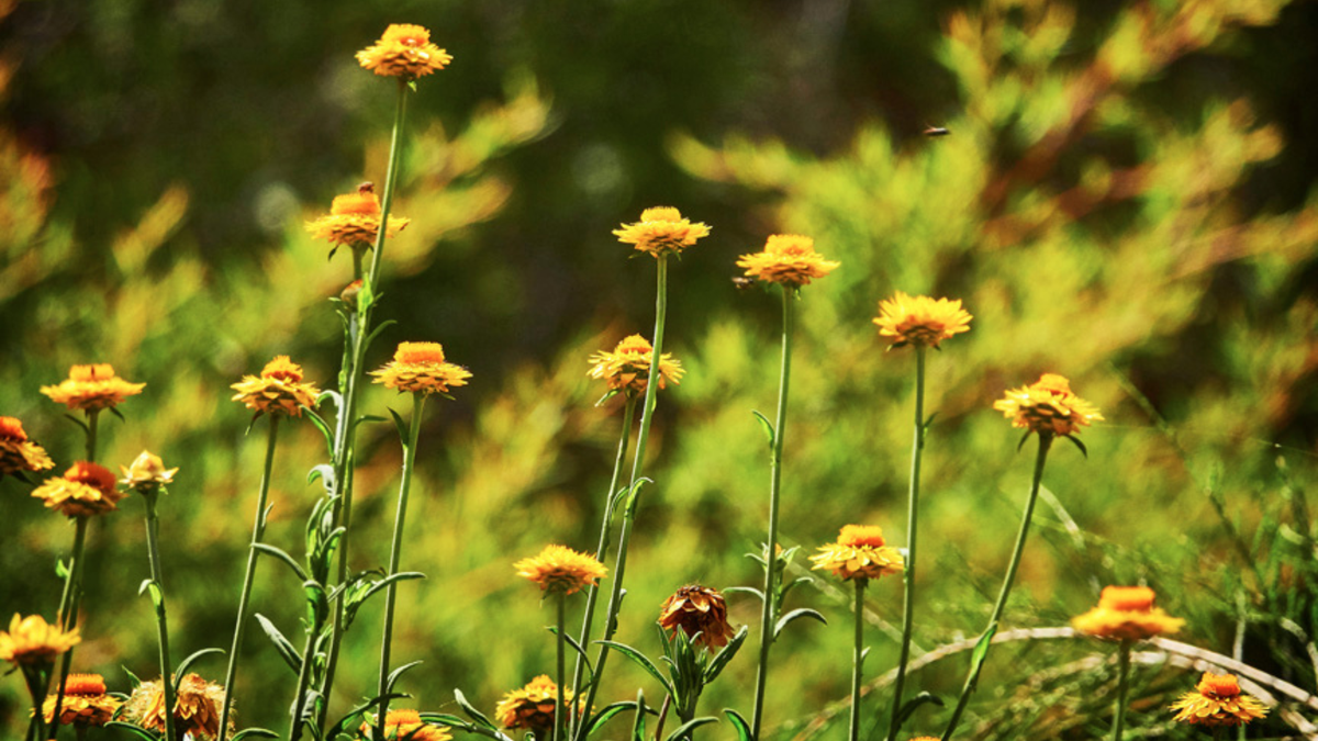 Paper Daisy, Xerochrysum bracteatum