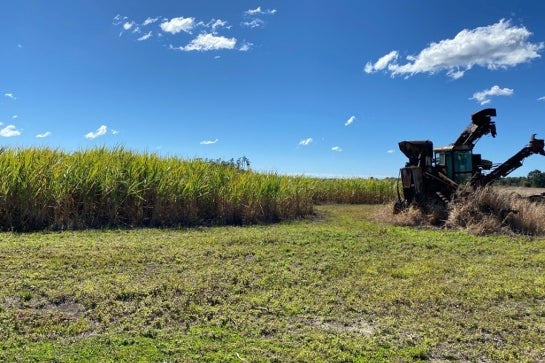 Canefields distillery