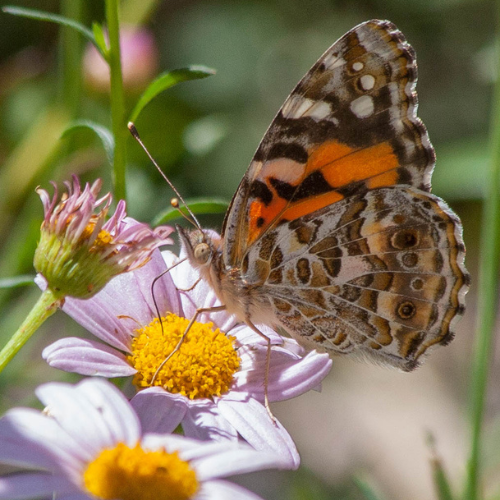 Painted lady - Rod Edmonds.png