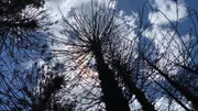 Bunya dieback