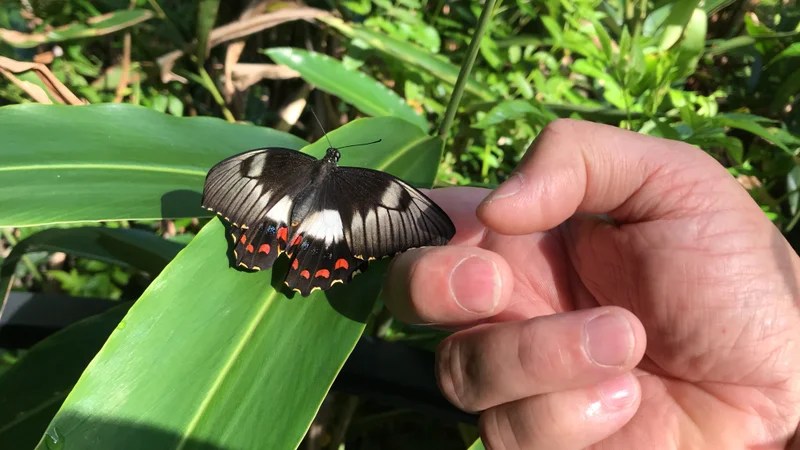 Designing your butterfly garden