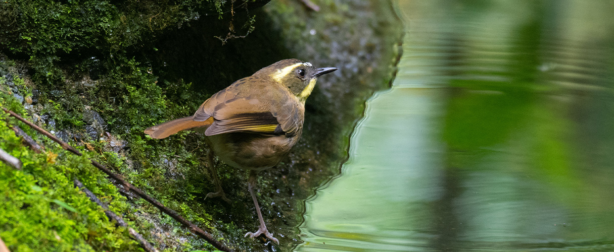 Yellow throated scrubwren