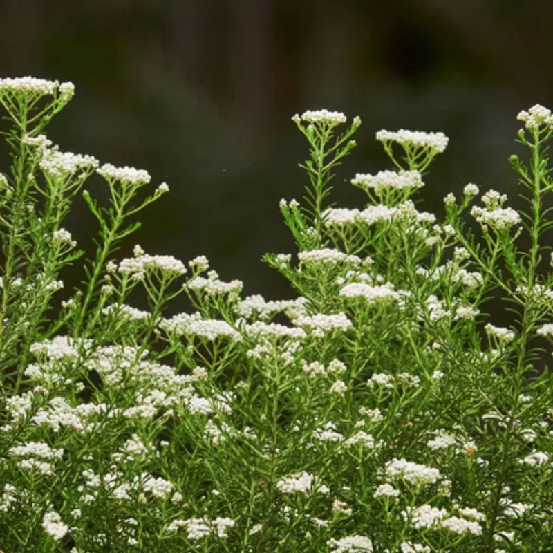 1000 x 1000 Sago Flowers - Greg Miller.jpg