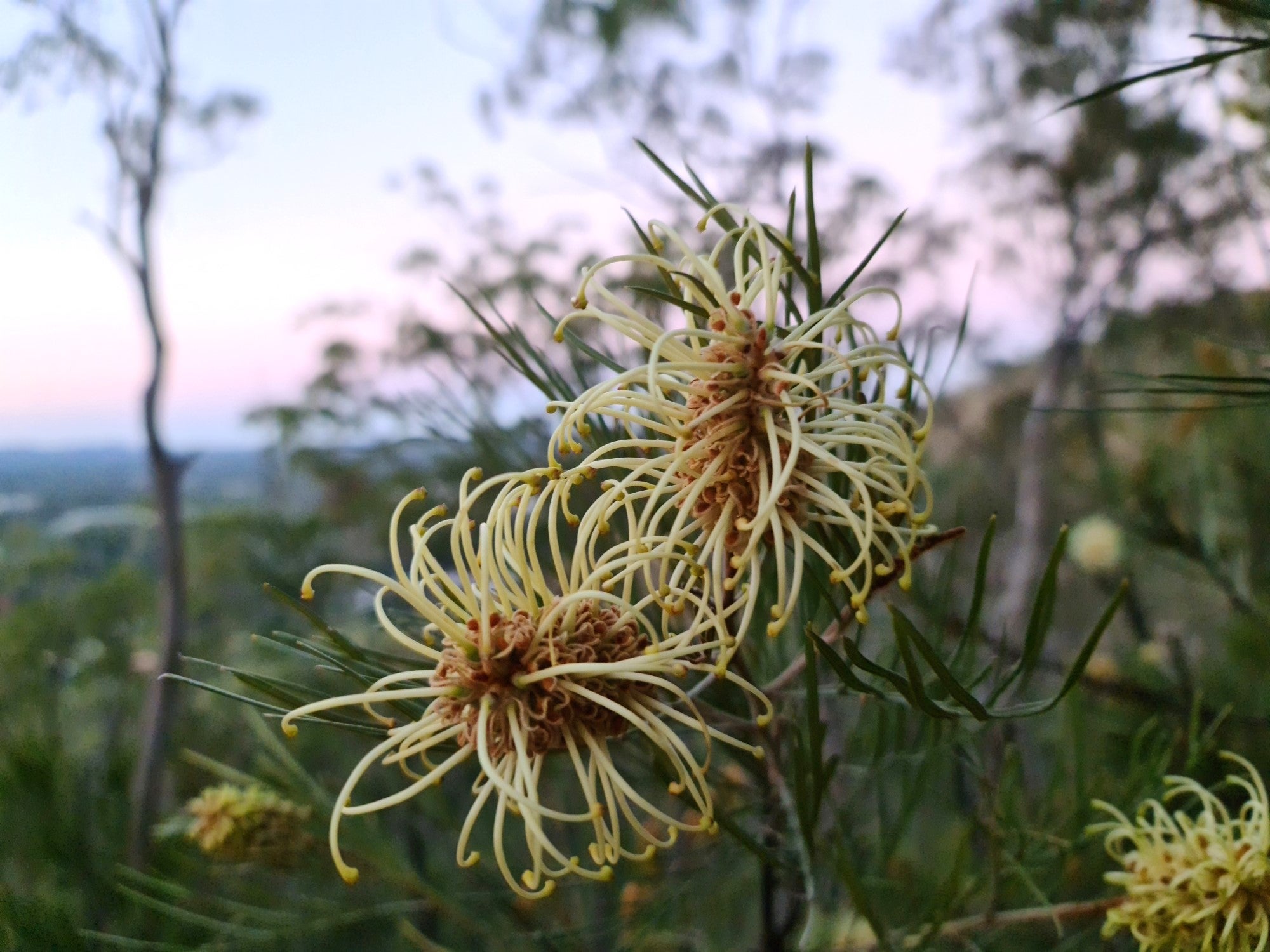 Grevillea hodgei, the Coochin Hills grevillea.