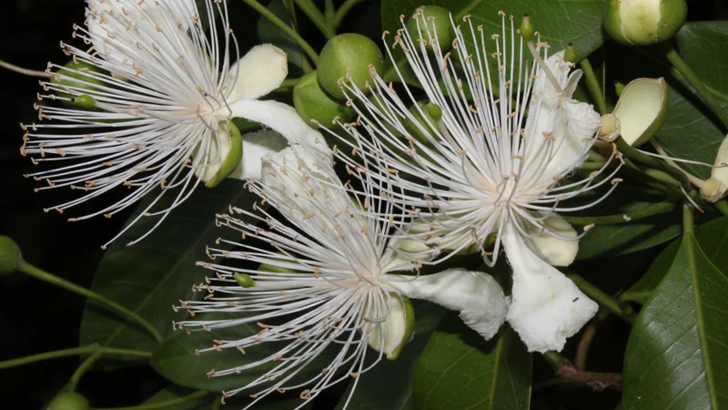 Native Caper, Capparis arborea