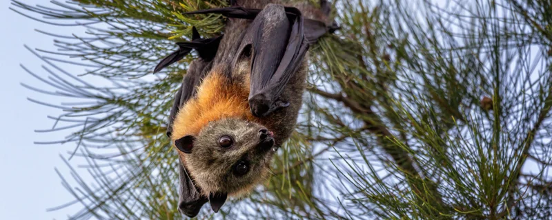 Bats and bees