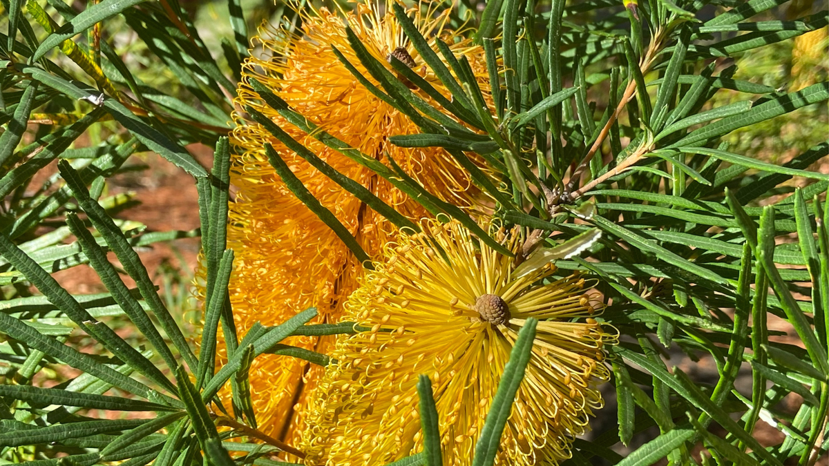 Guided walk - Proteaceae and Banksias