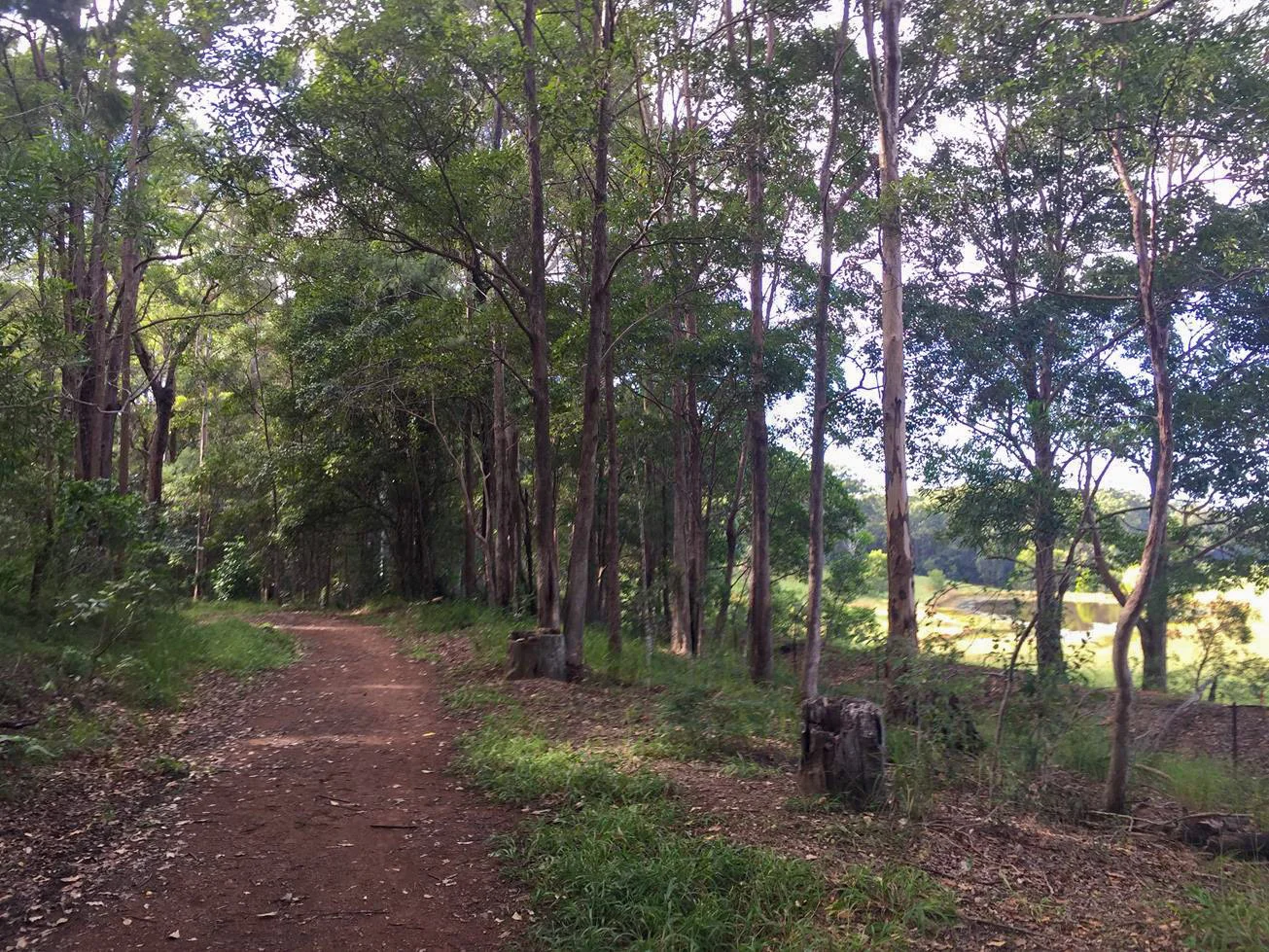 Eumundi Conservation Park trails