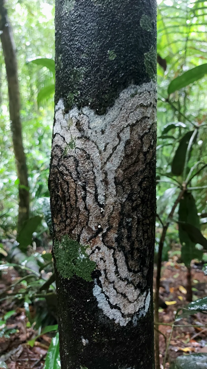 Close-up of a rainforest tree trunk adorned with circular patches of lichen in varying shades of green and gray, forming natural ring-like patterns against the rough, mossy bark. Alan Swanton