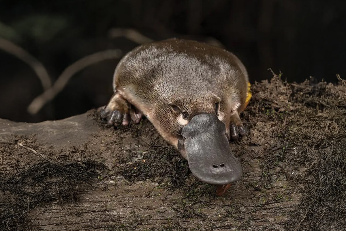 A platypus on a tree log