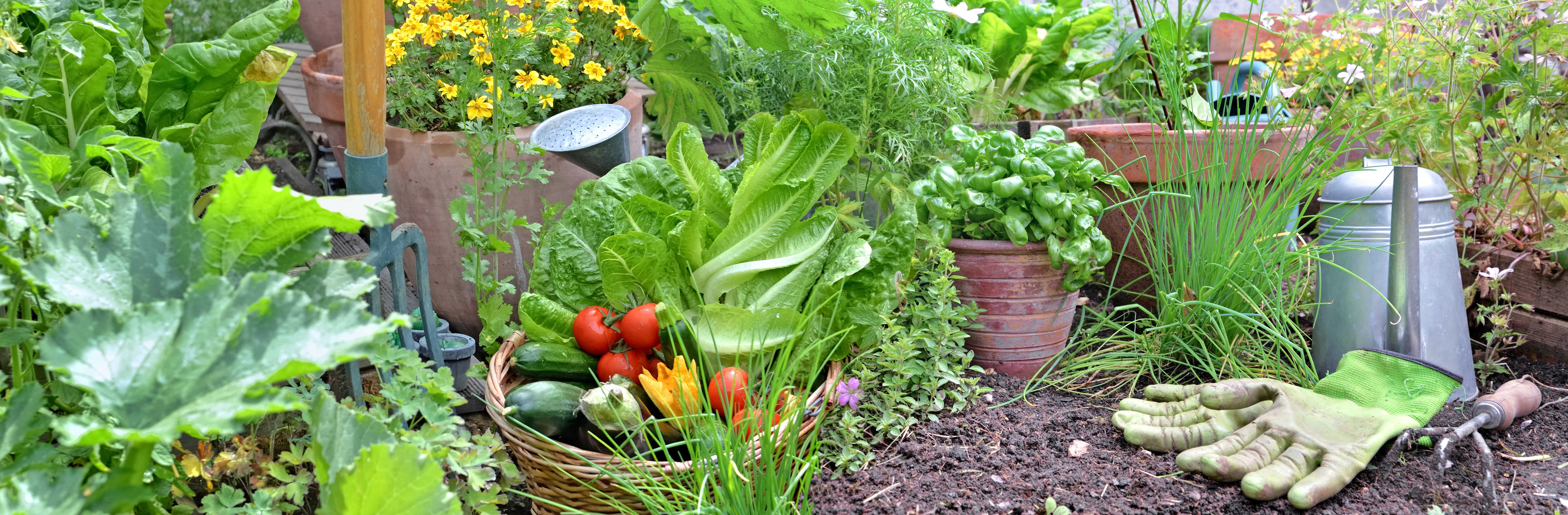 garden produce