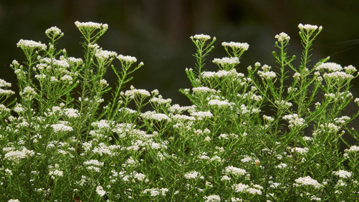 Sago Flower, Ozothamnus diosmifolius