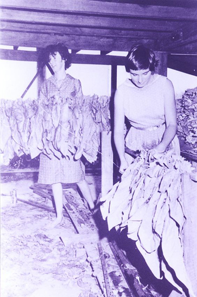 Women stringing and grading the tobacco leaves. (Photo reproduced courtesy of SE Queensland Tobacco Board.)