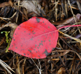 Bleeding heart