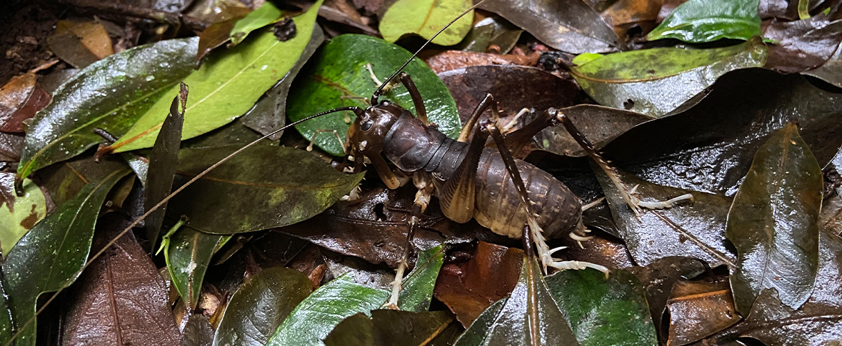 Giant king cricket