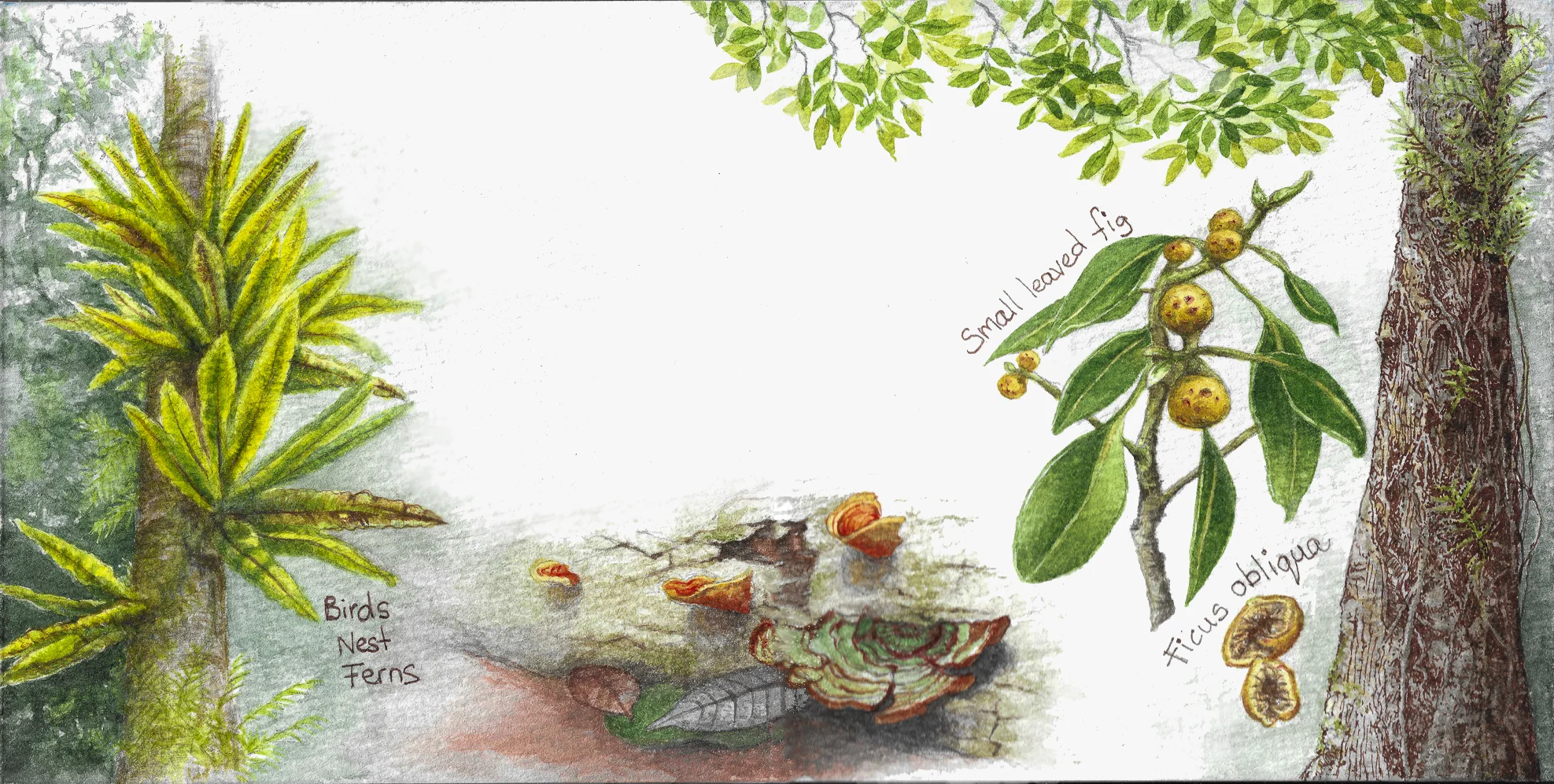 Watercolour sketch of rainforest botanicals, by Rae Bassett