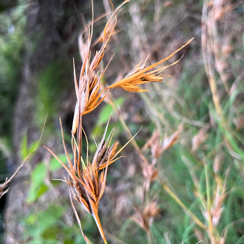 Kangaroo grass seed head square.png