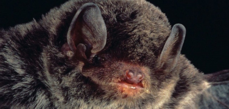 Little bent-wing bat