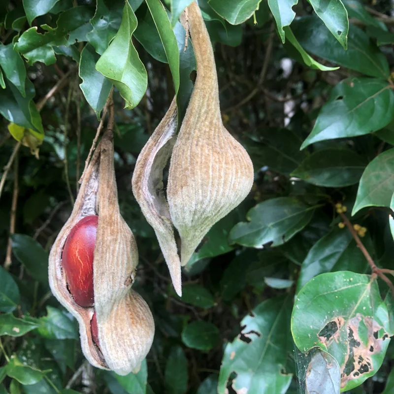 Native wisteria - square SR.jpg