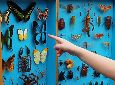 Insect Pinning