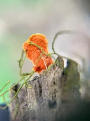 Fascinating world of fungi at ecological park site