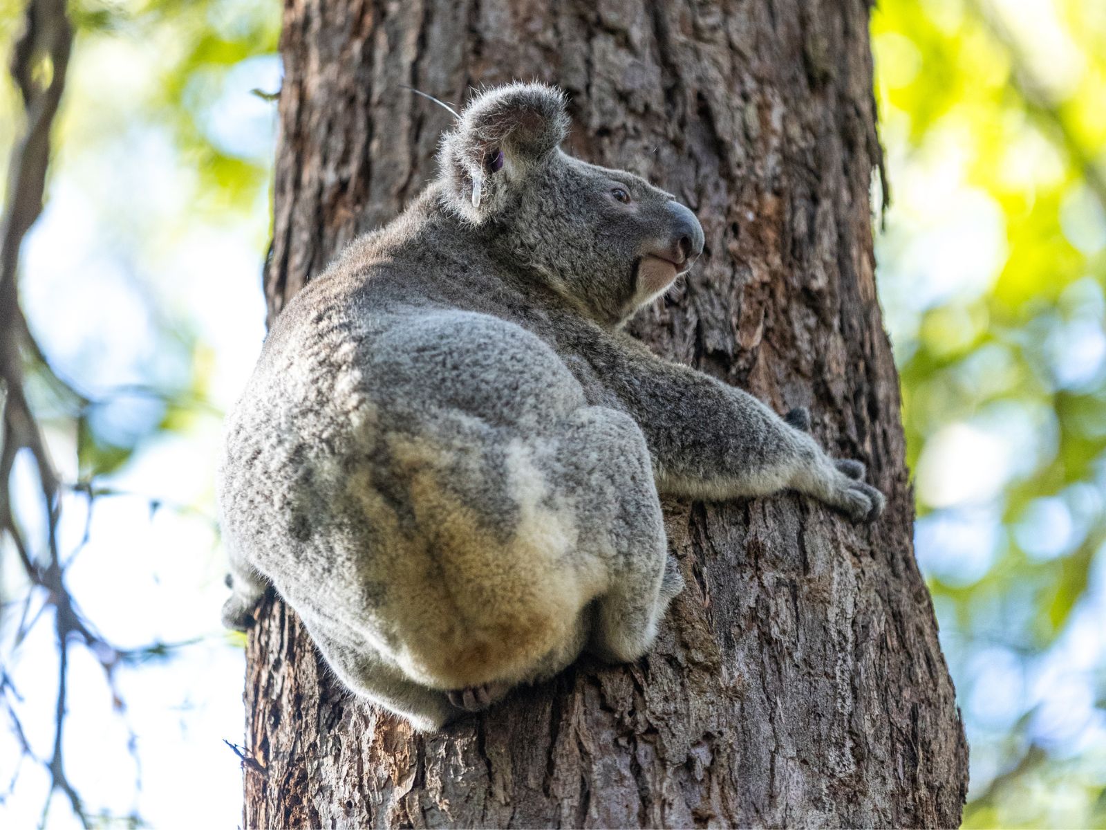 Koala Detectives and walking with Koalas. Fun guide picture of a Koala holding tightly to a tree.