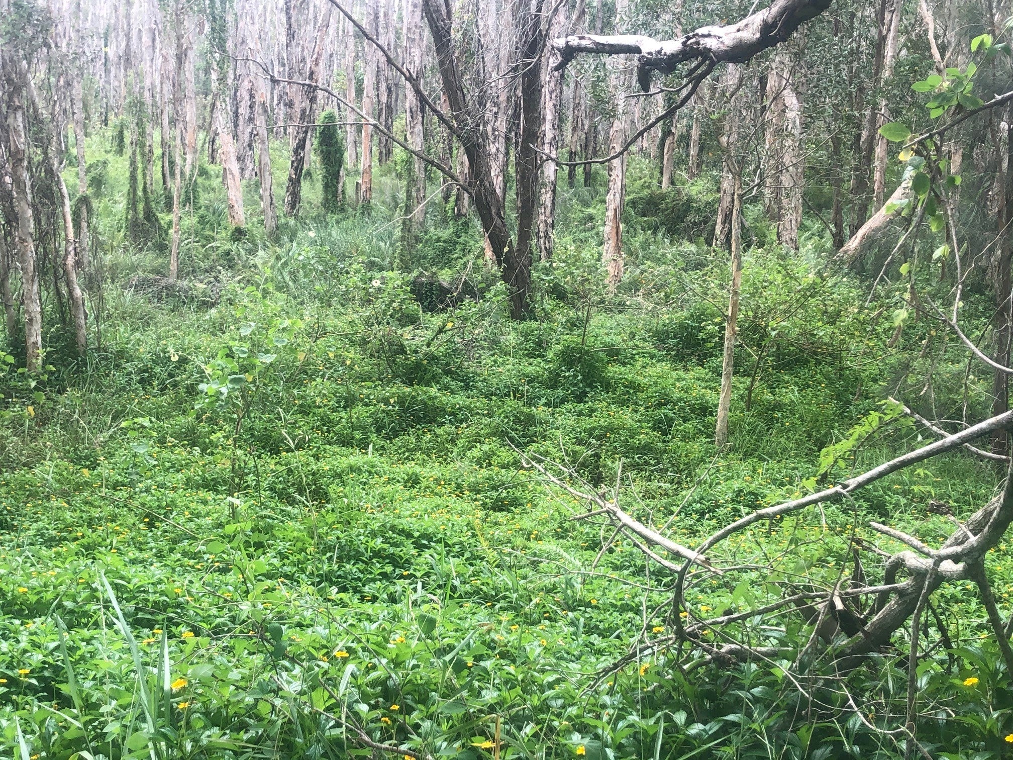 A Singapore daisy infestation.