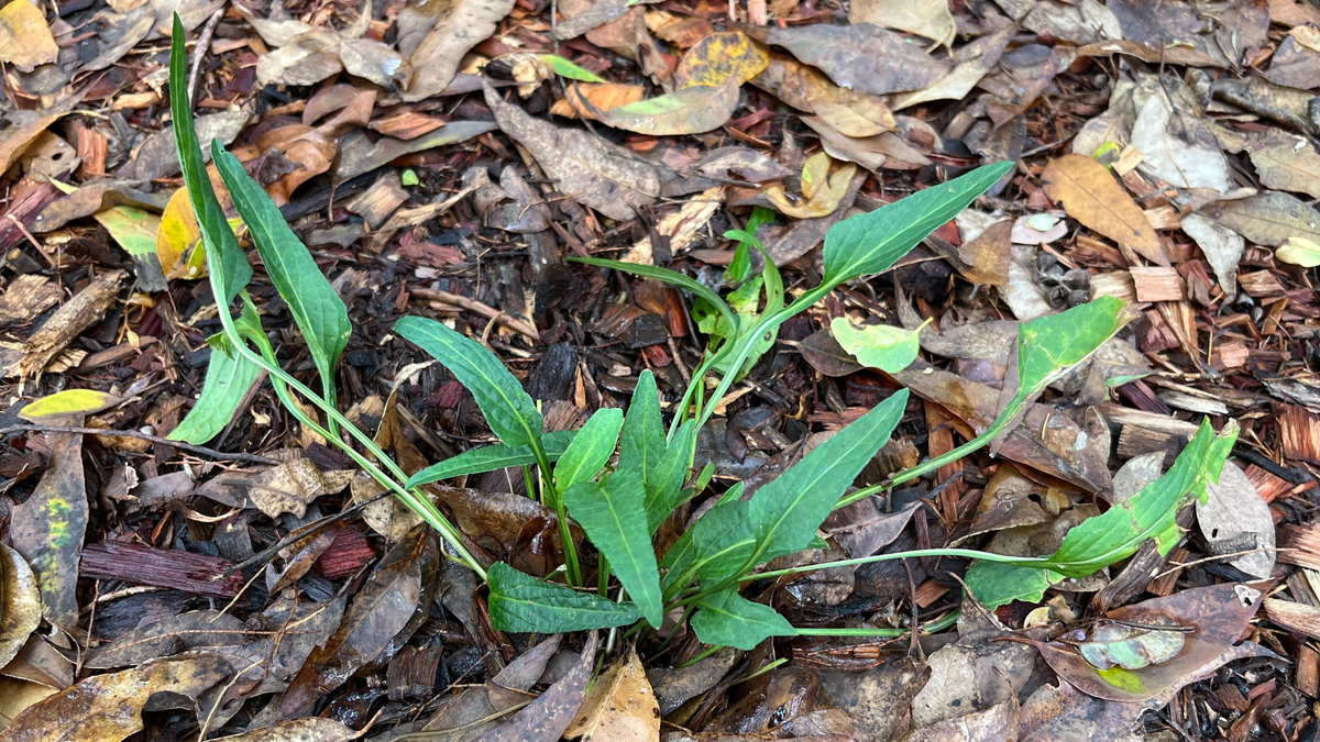 Arrowhead Violet, Viola betonicifolia