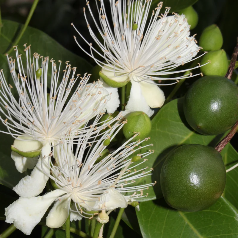 Native caper - flower _ fruit - square - Glenn Leiper.jpg