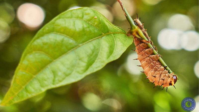 Richmond birdwing caterpillar - Greg Millar banner 1920 X 1080.png