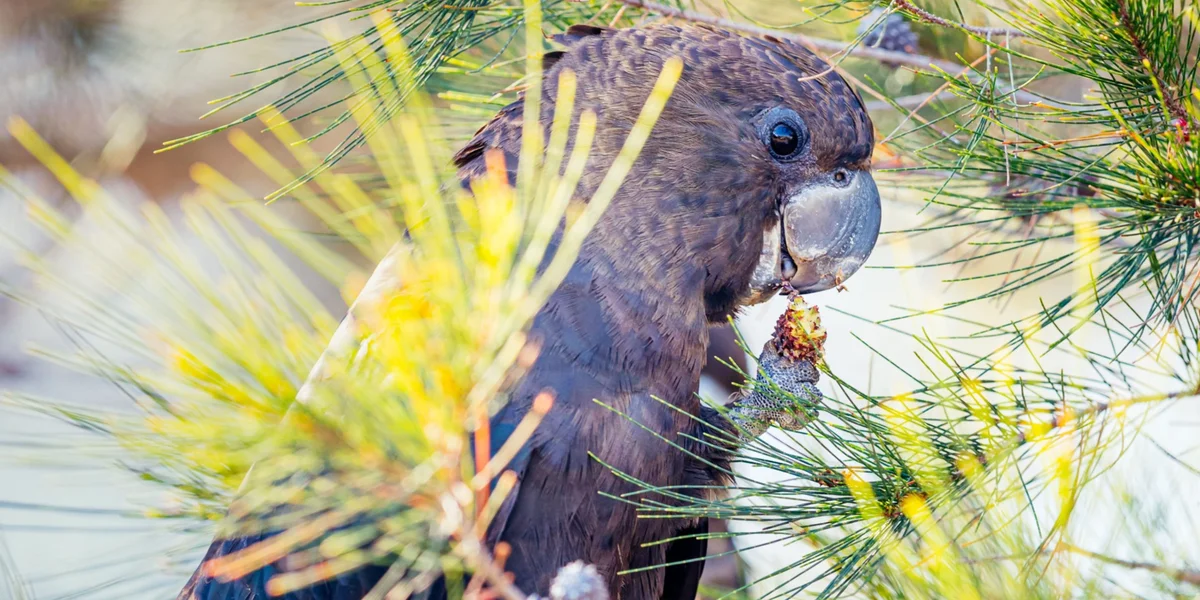 Glossy Black Cockatoo Identification Workshop