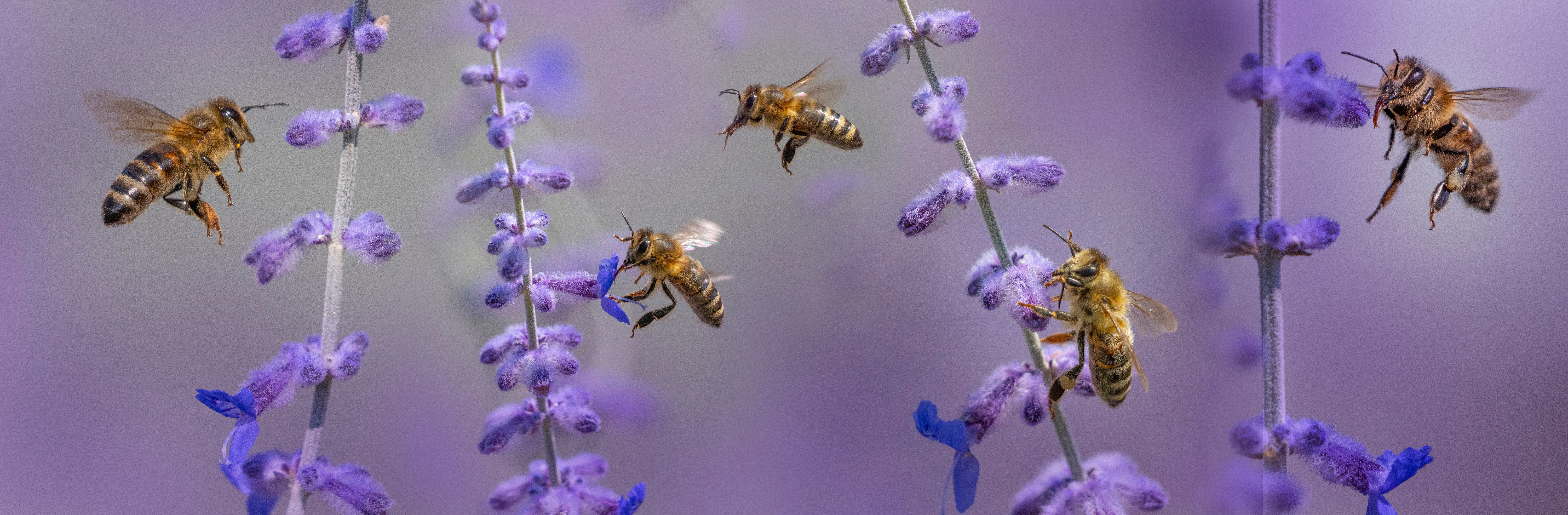 bees around flowers