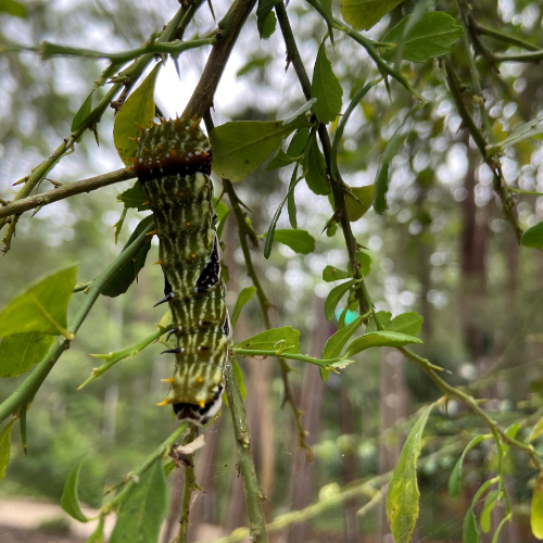 Orchard swallowtail on native finger lime.png