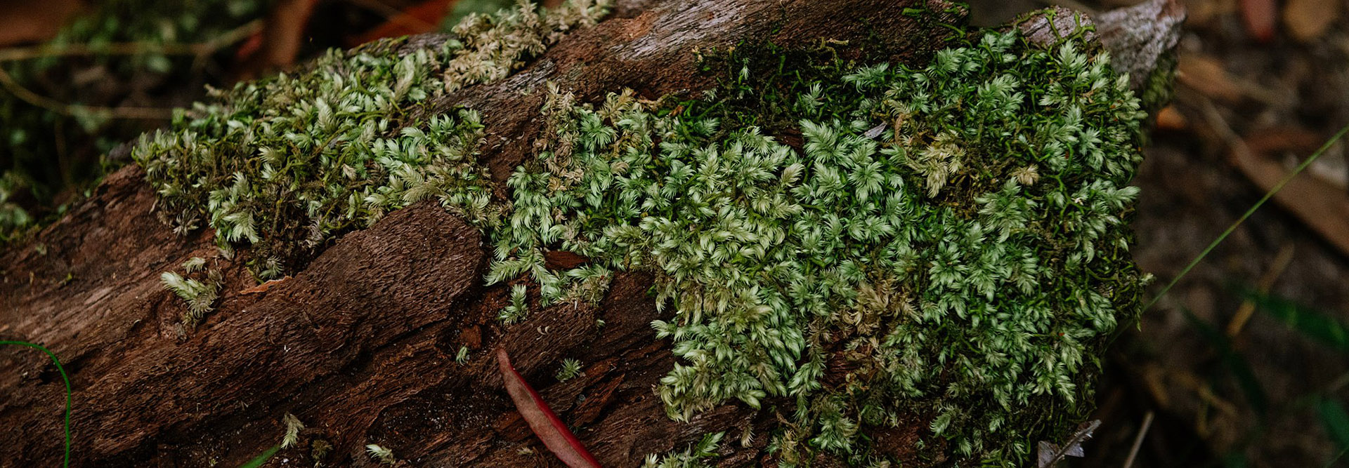 Mossy Log