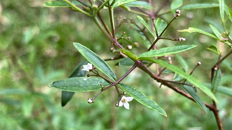 Sandfly Bush, Zieria smithii