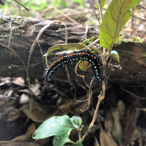 Leafwing caterpillar square - SR.png