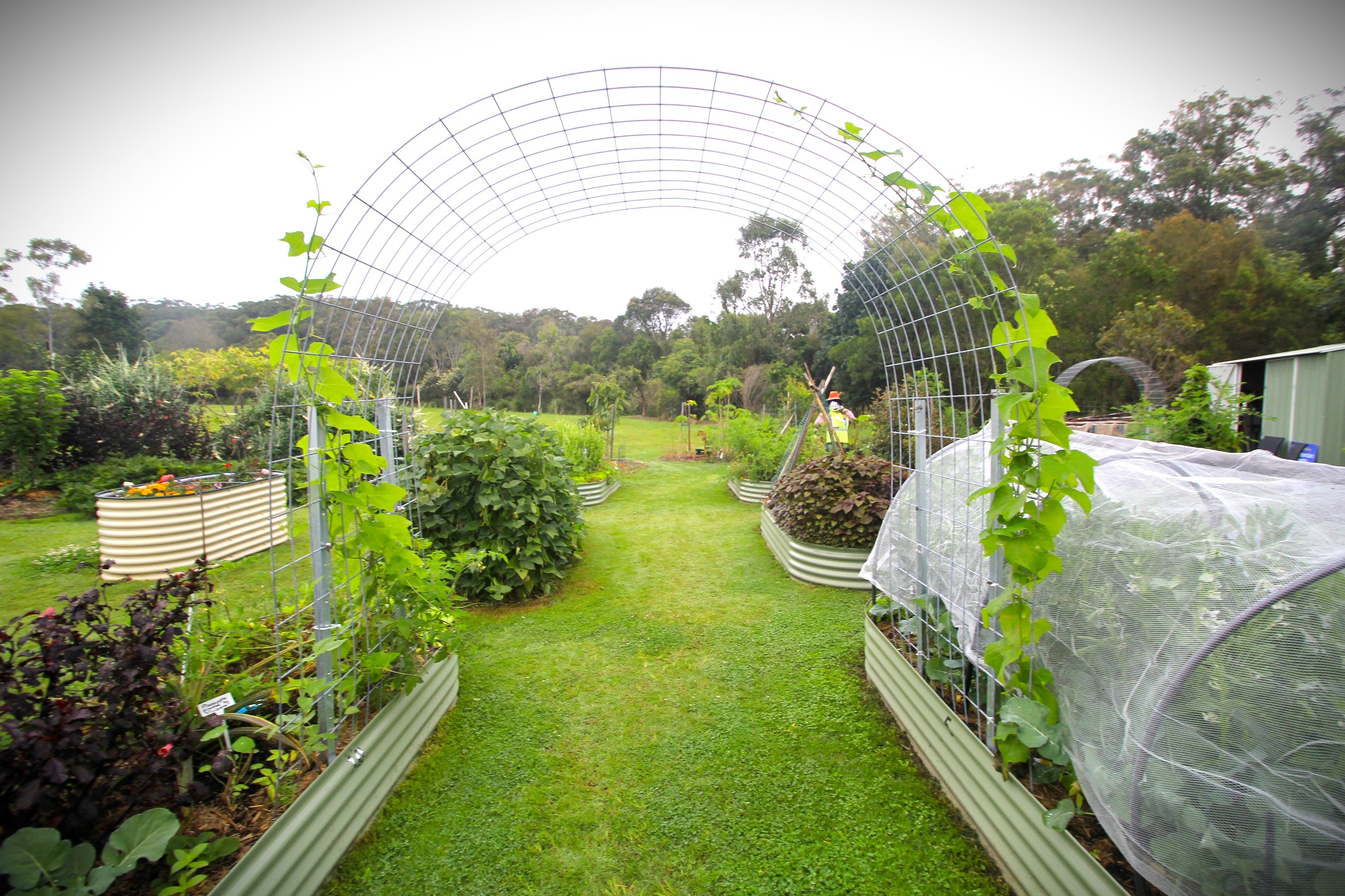 A community garden with raised garden beds filled with plants.