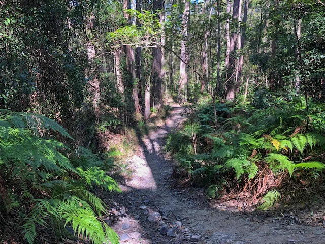 Eumundi Conservation Park trails