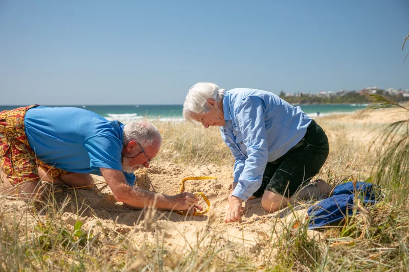6 Citizen Scientists measuring nest depth on Currimundi beach - Greg Gardiner.jpg