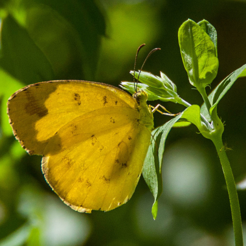 Large grass yellow - Rod Edmonds.png