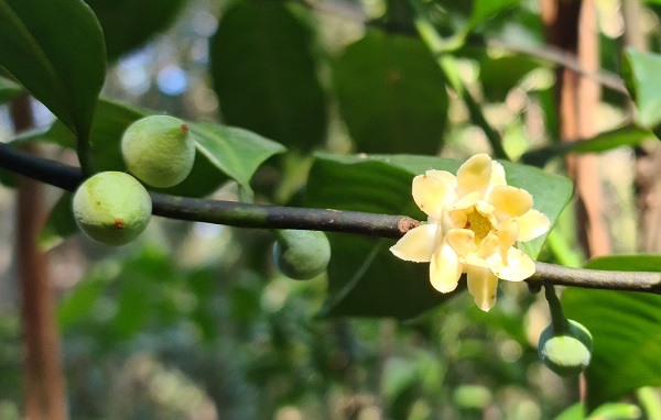 Bolwarra or native guava